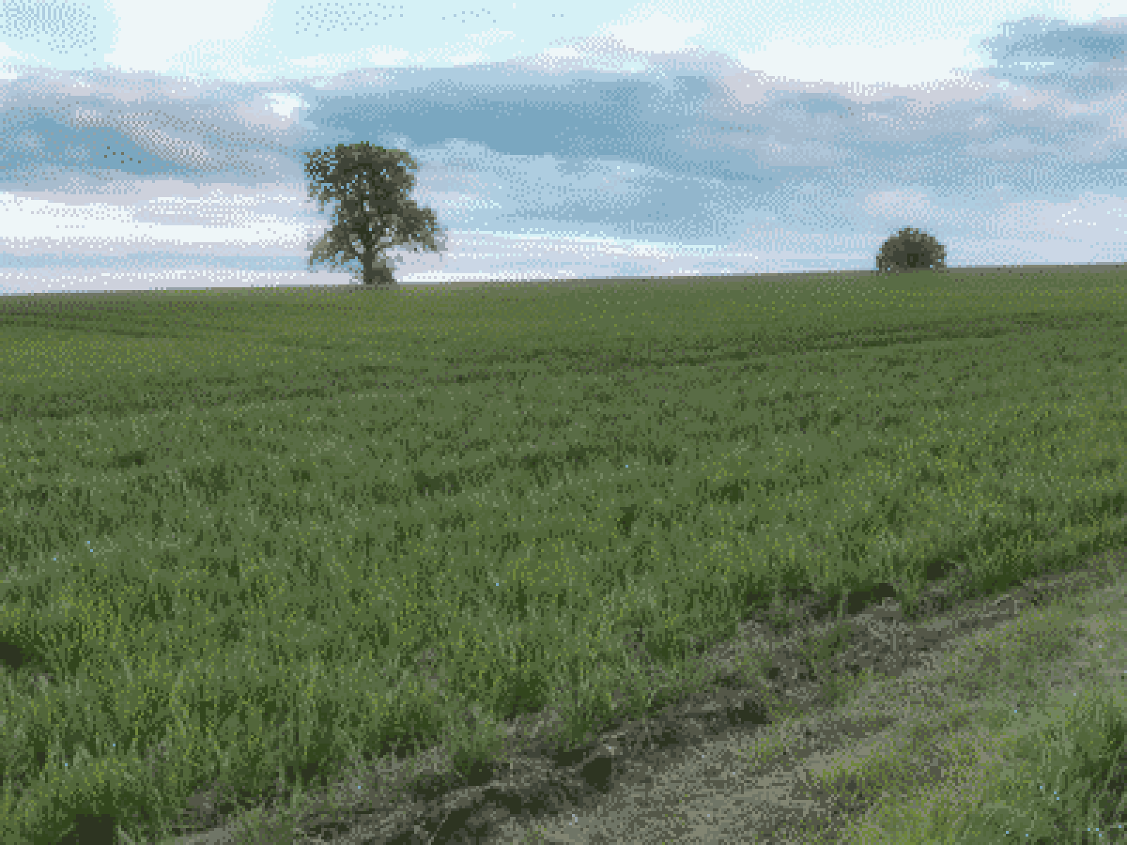 field.gif